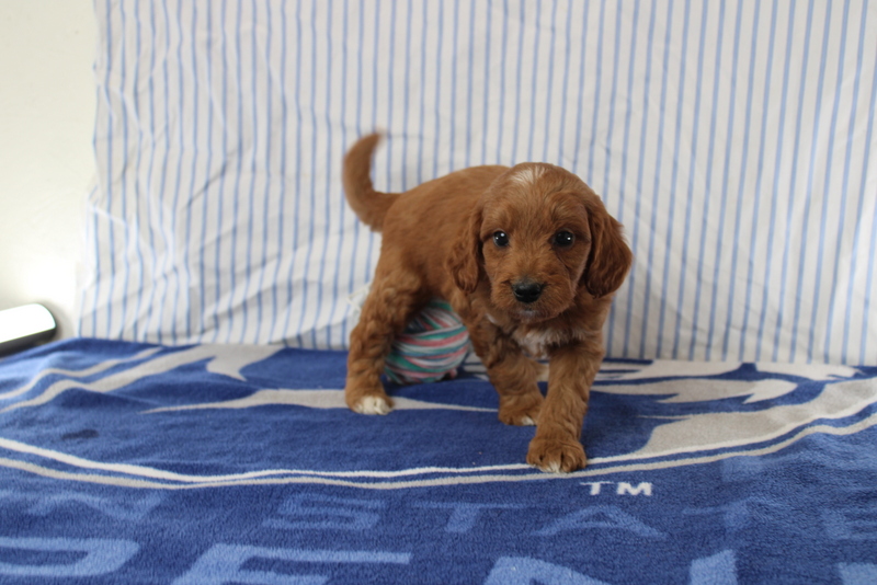 puppy, for, sale, Mini Golden Doodle F1, Matthew B. Stoltzfus, dog, breeder, Gap, PA, dog-breeder, puppy-for-sale, forsale, nearby, find, puppyfind, locator, puppylocator, aca